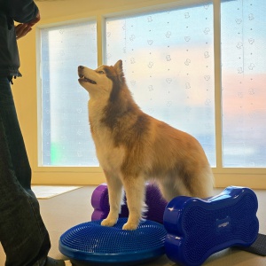 강아지 피트니스