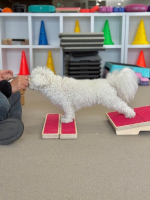 강아지 피트니스