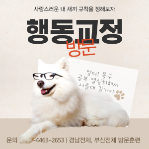 반려동물 문제행동교정