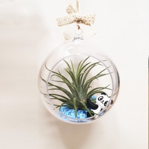 공기정화식물 투명 행잉볼 DIY세트