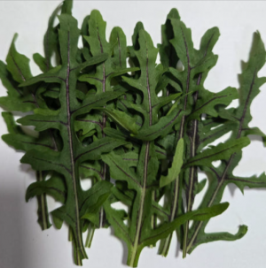 레드루꼴라 500g