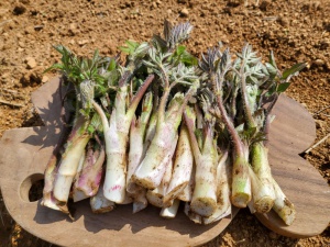 남해 땅두릅 500g