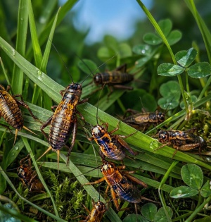 살아있는 귀뚜라미 SET