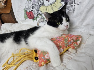 고양이 오징어 캣닢 장난감