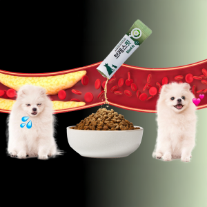 강아지 기관지 영양제 SET