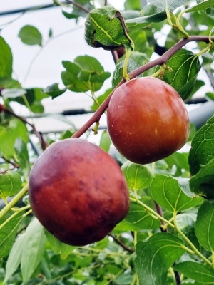 사과대추 1kg