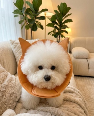 반려동물 초경량 넥카라 M