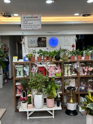 아라우카리아 화분 픽업