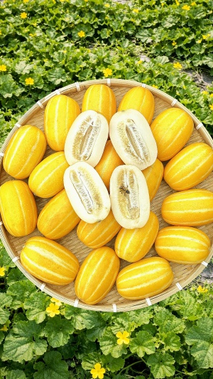 고당도 성주참외 2kg