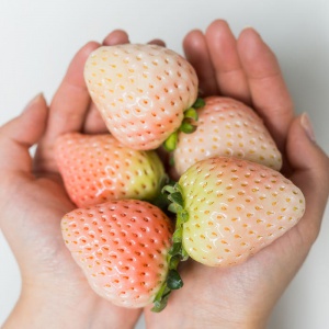 만년설 신데렐라 딸기 350g