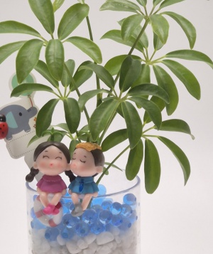 공기정화 수경재배식물 DIY키트