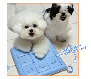 강아지 노즈워크 퍼즐