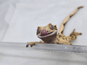 파충류 샵 소개 기자단