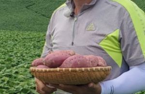 속이 노란 밤고구마 3kg