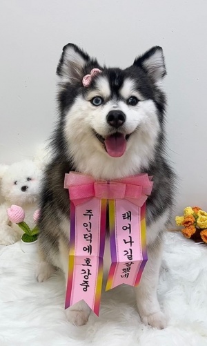 강아지 유치원 일일이용권