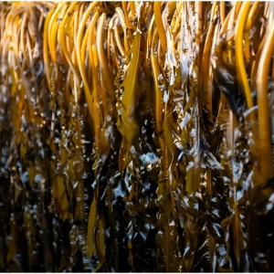 포항 자연산 돌미역 1kg