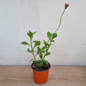 겹데모루 모종 10cm