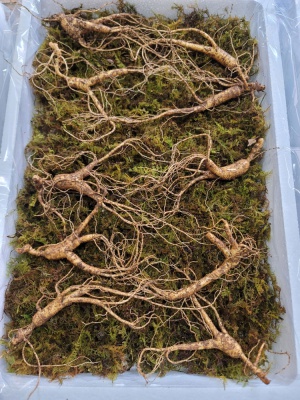 6년근 산양삼 SET