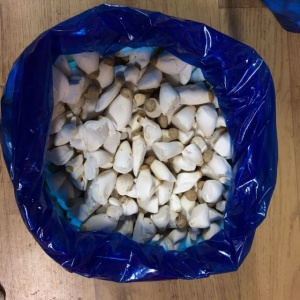 국내산 새송이버섯 2kg