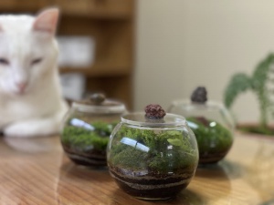 이끼 테라리움 만들기