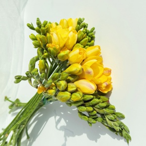 생화 프리지아 꽃