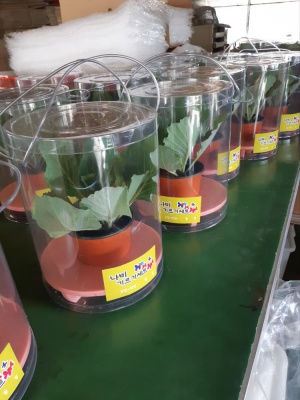 배추나비 키우기 키트