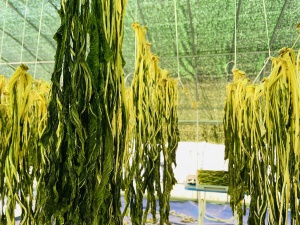 의성 배추 시래기 50g