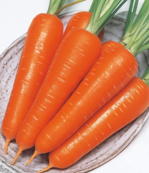 제주 구좌 당근 1kg