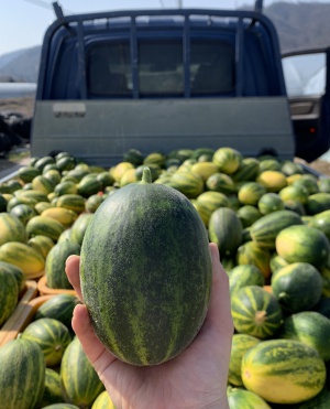 고당도 파파야 멜론 2kg