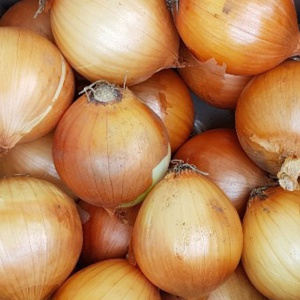 장아찌용 햇양파 10kg