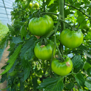 대저 짭짤이 토마토 1kg