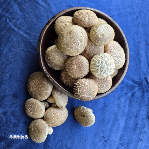 무농약 생표고버섯