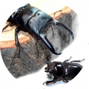 넓적사슴벌레 기르기