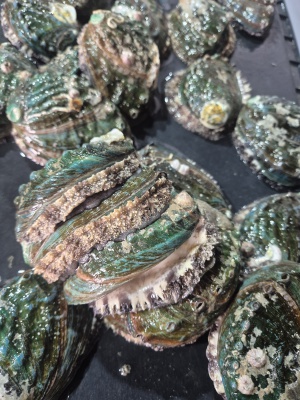 완도 활전복 1kg