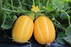 고당도 꿀참외 1kg