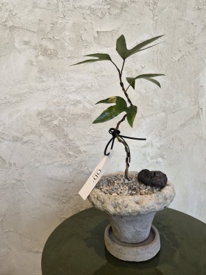 인테리어 황칠나무