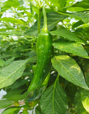 맵지 않은 미인풋고추 1kg