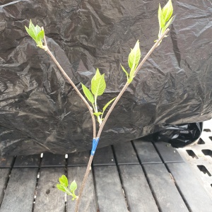 마따따비 개다래 묘목 식물