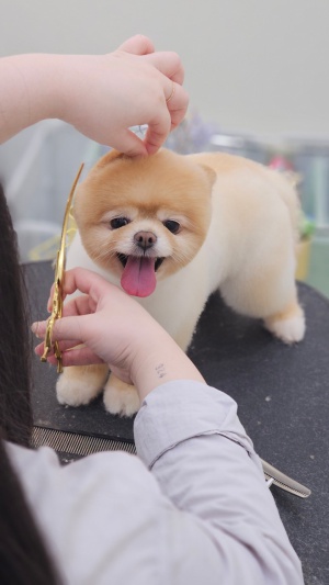 애견미용 원데이클래스