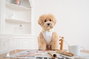 반려동물 피크닉 원피스