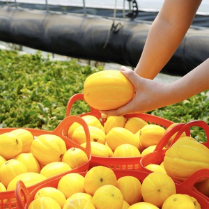 가정용 성주참외