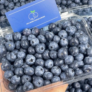 국내산 블루베리 600g