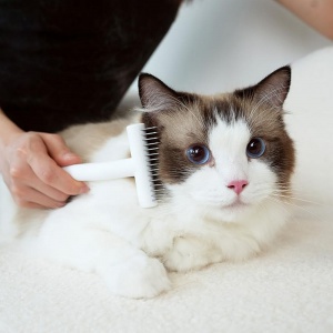 반려동물 브러쉬