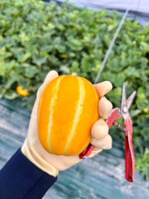 국내산 꿀참외 5kg