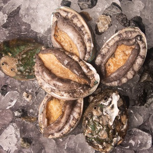 완도산 활전복 1kg