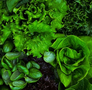 유러피안 샐러드 채소 500g