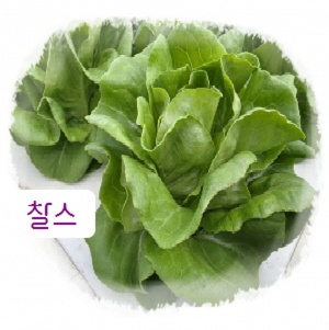 유러피안 샐러스채소