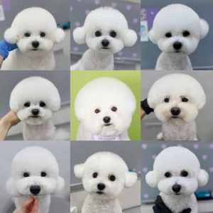 소형견 미용 서비스