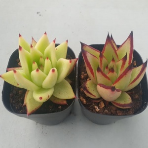 에보니 창 식물 SET