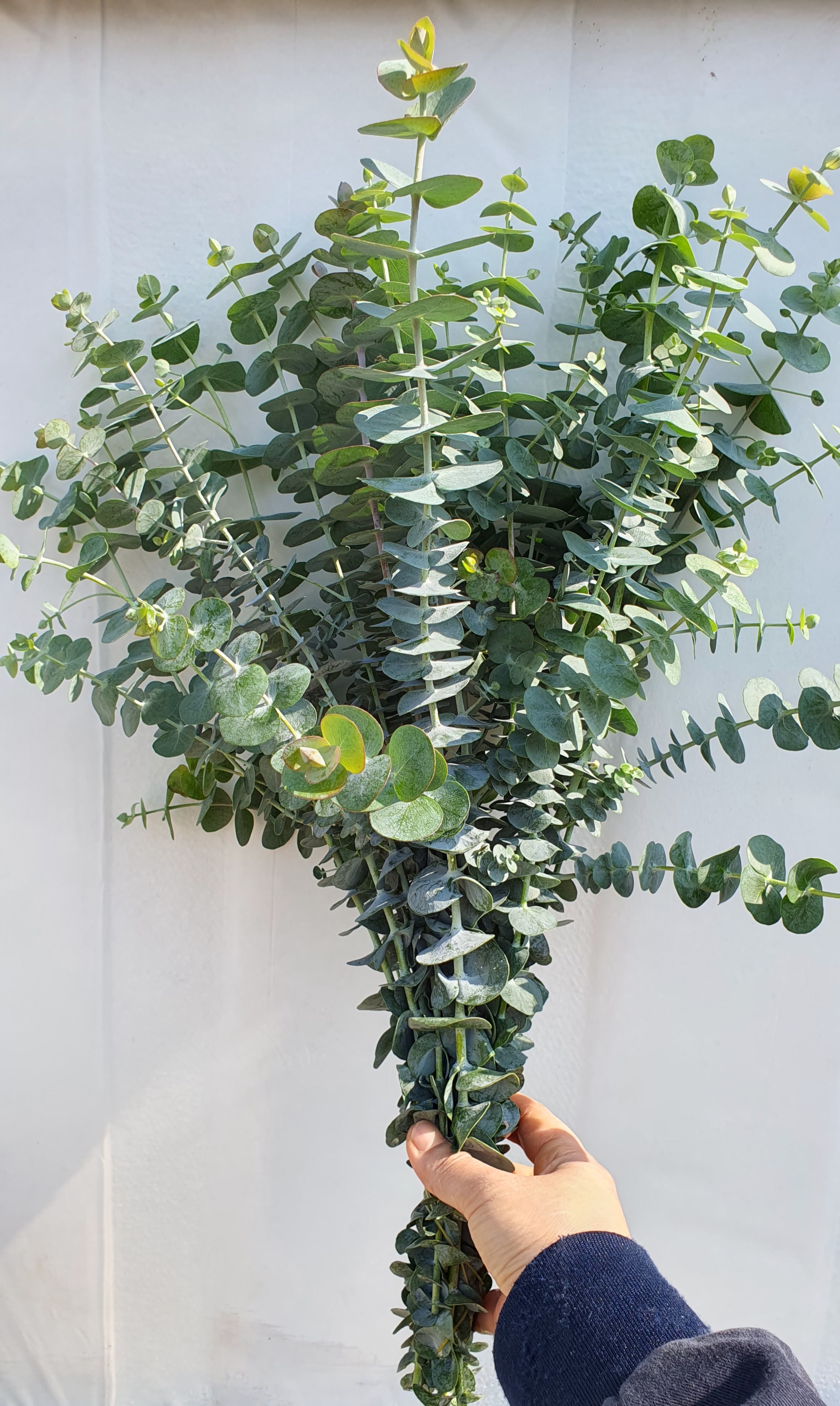 유칼립투스 블랙잭 식물